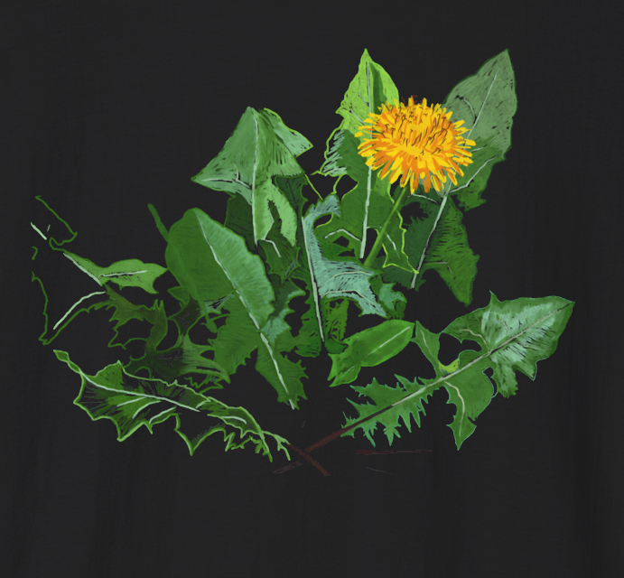 Jamie's Hand-Drawn "A Dandelion's Greens" from the Floral Collection Unisex Soft-Style Tee Shirt