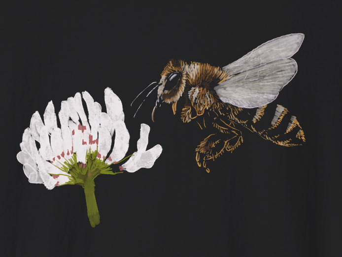 Jamie's Hand-Drawn Collection "Honey Bee on a White Clover" Unisex Soft-Style Tee Shirt