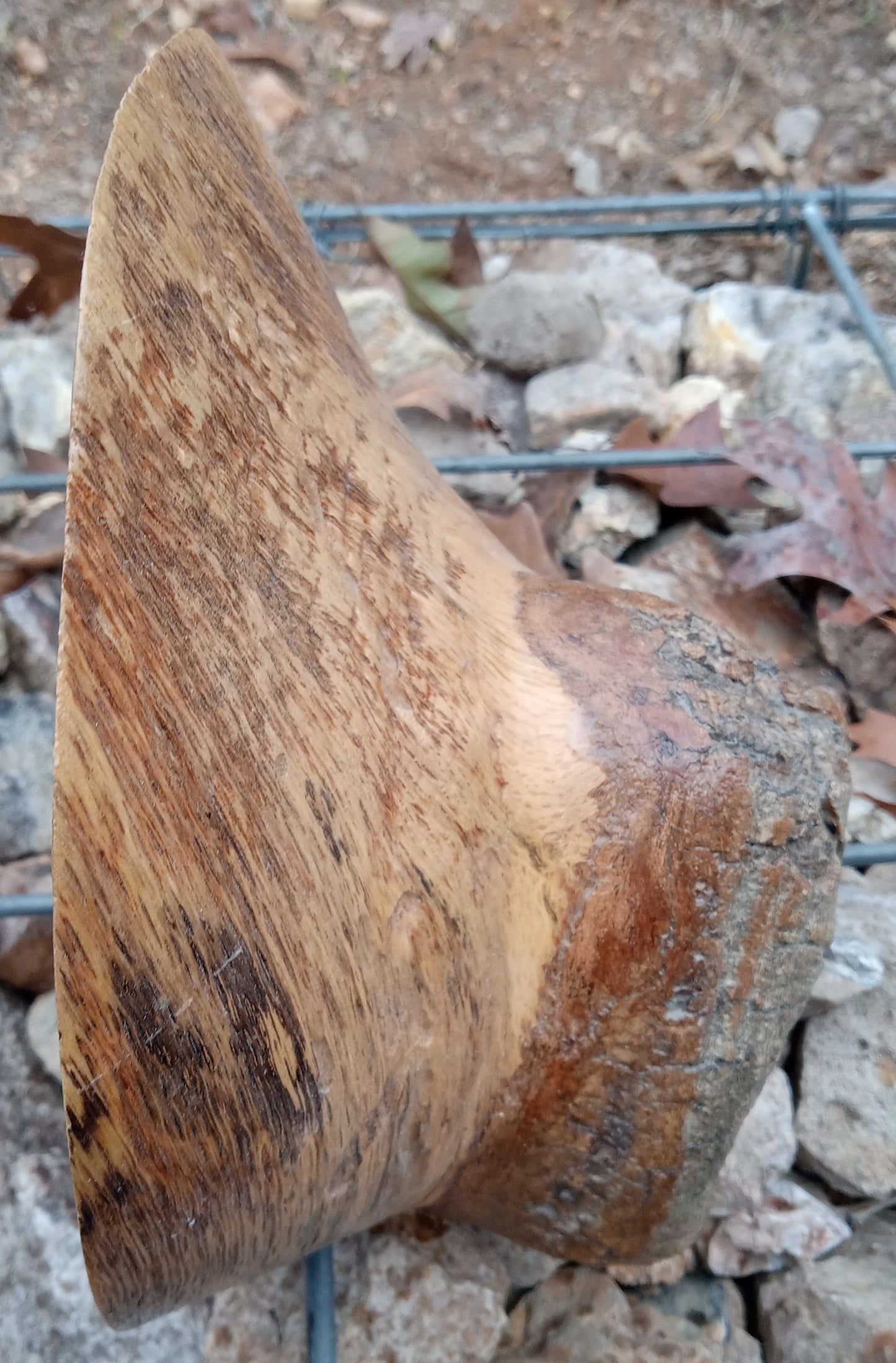 Spider Burl Burn 8"x8"