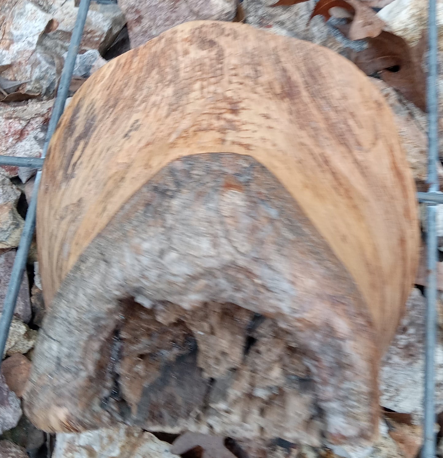 Spider Burl Burn 8"x8"
