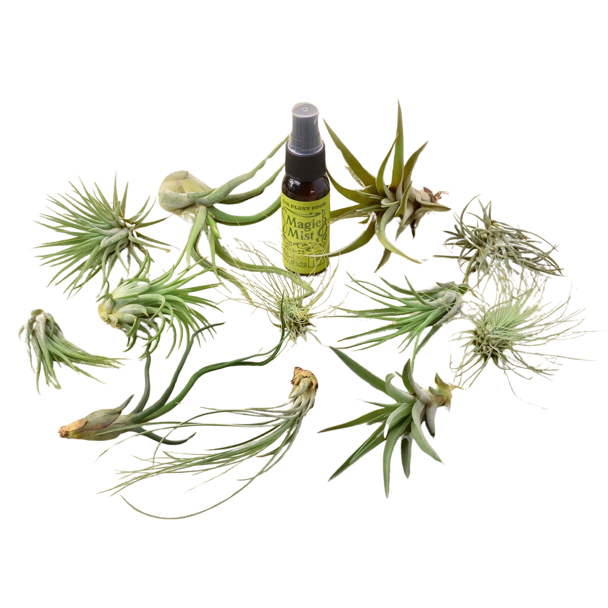 12 Tillandsia Air Plant Variety Pack with Spray Bottle
