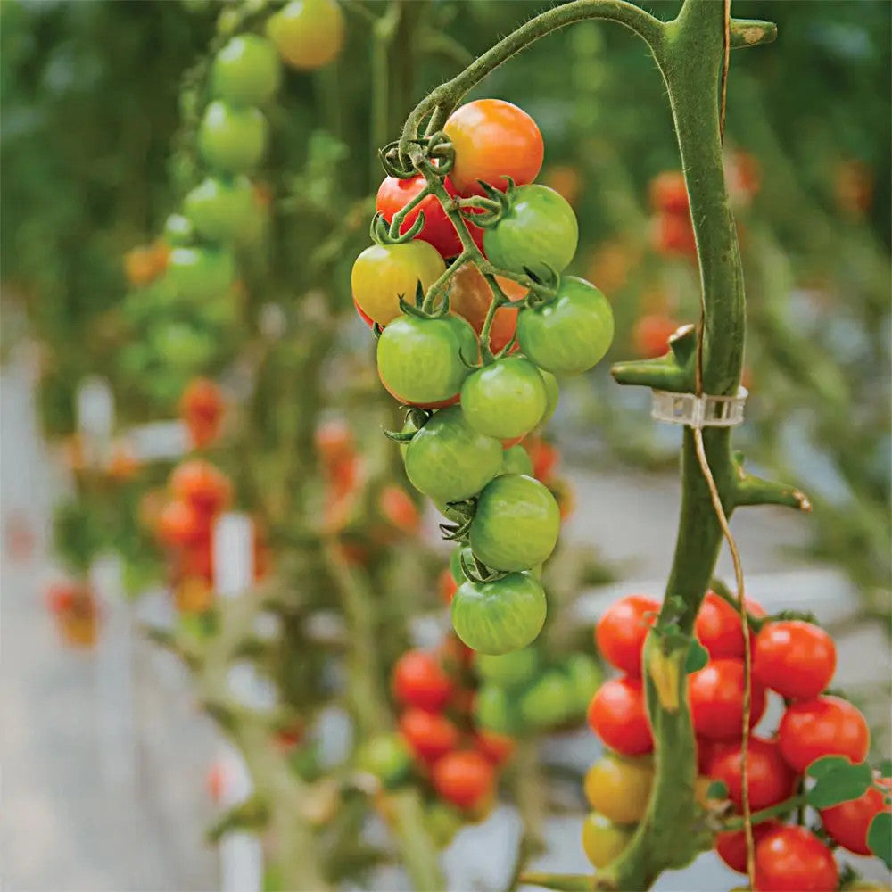 Tomato Vine Plant Support Garden Clips