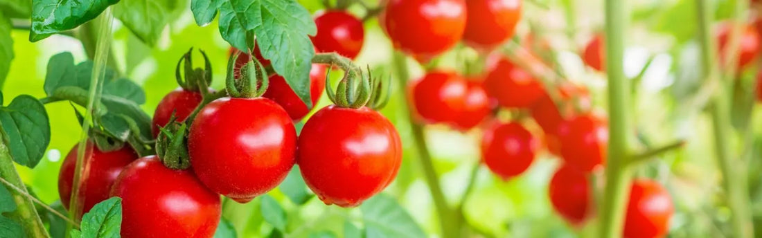 Tomato Growing Guide