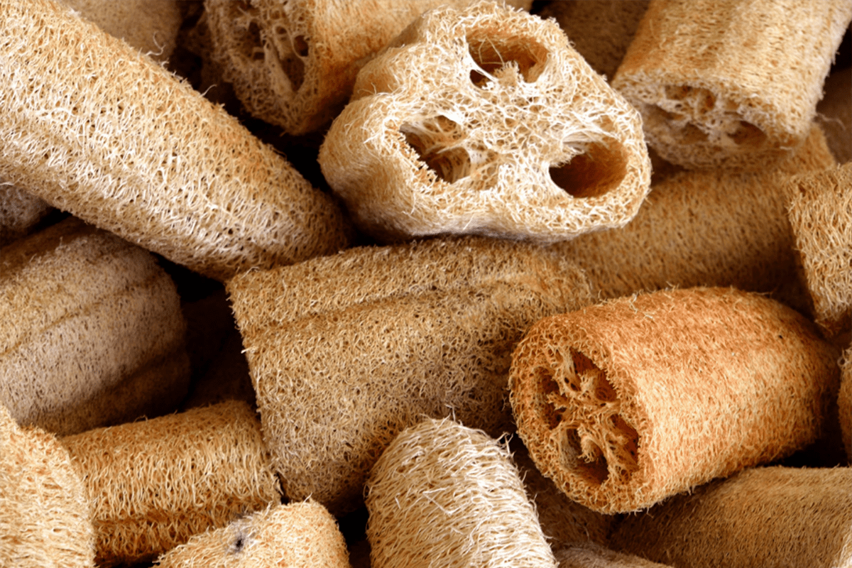 Luffa Sponge