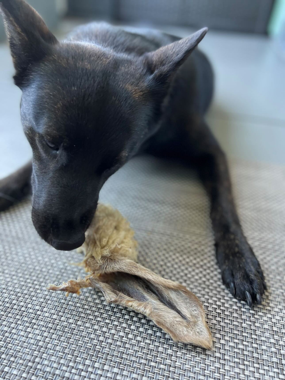 Lamb Ears (Furry & Non Fur)